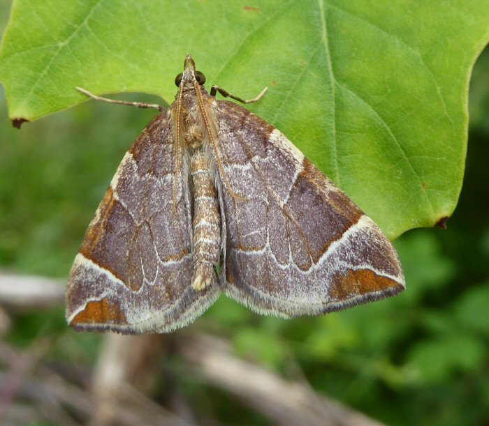 Chevron moth