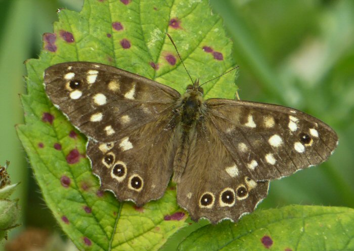 Speckled wood butterfly