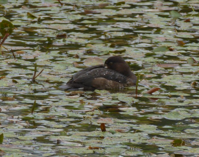 Tufted Duck resting