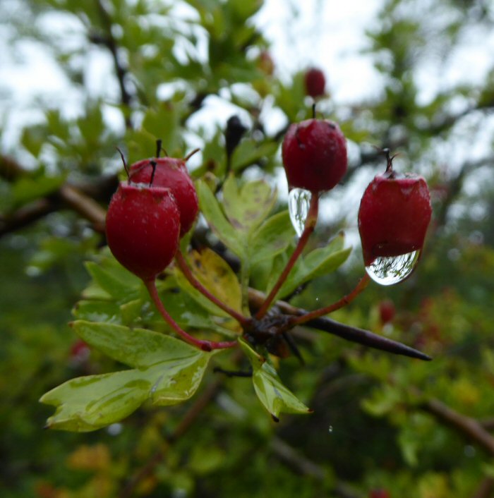 Rain drops on Hawthorn berries