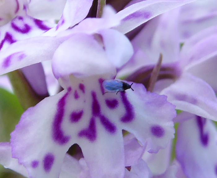 Tiny blue insect