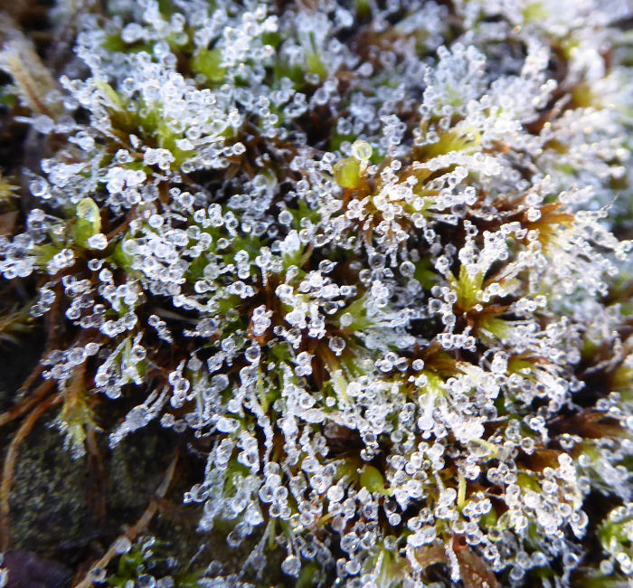 Frost covered moss