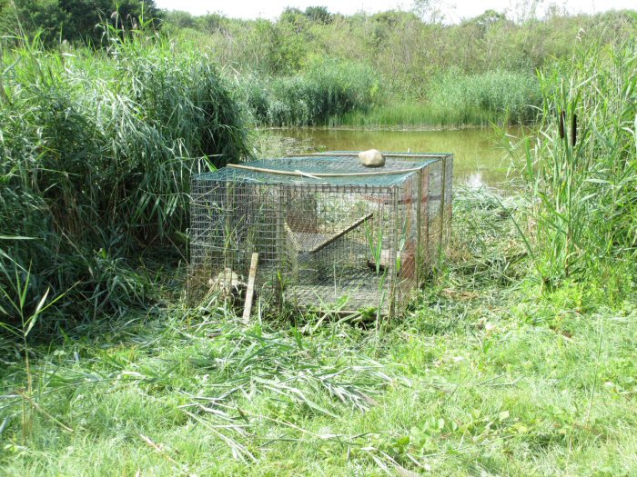 Duck trap free of vegetation