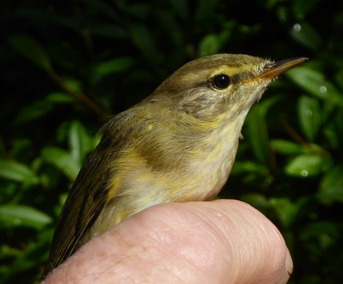 Willow Warbler Ringed in Spain
