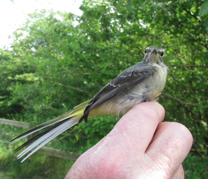 Grey Wagtail in the hand