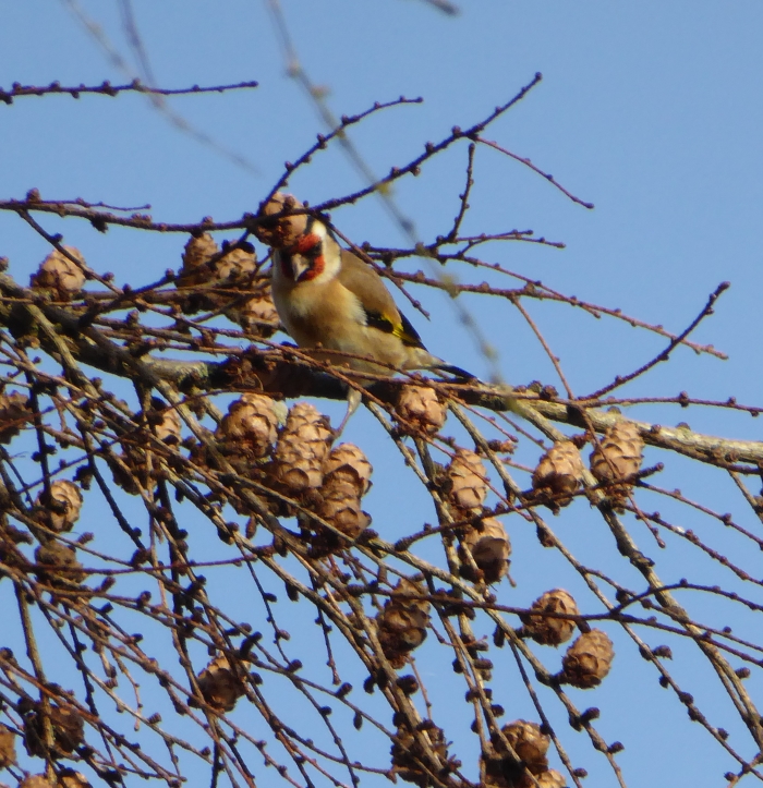 Goldfinch feeding on Larch seeds