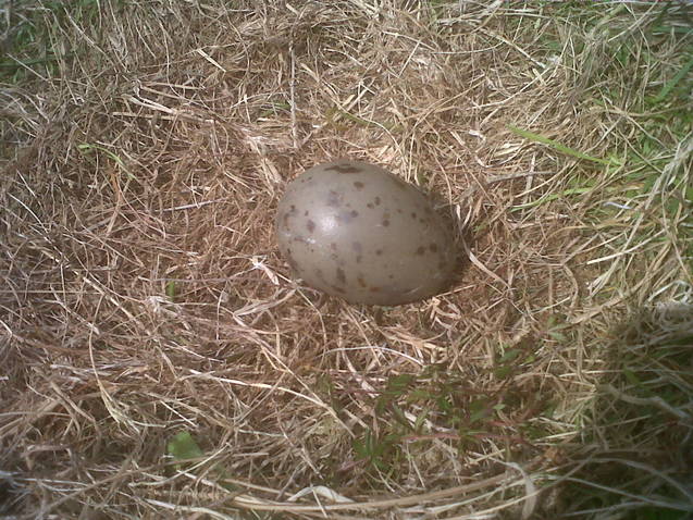 Great Skua egg in nest