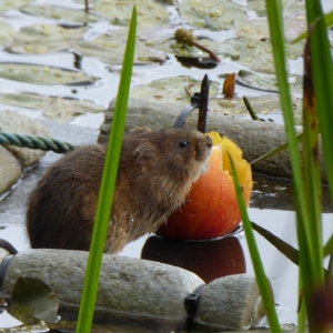 Water Vole feeding from apple, partly hidden behind the vegetation