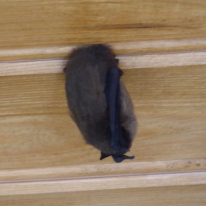 Pipistrelle bat in the hide