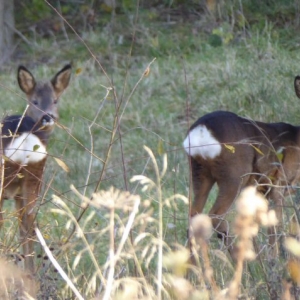Roe Deer - two youngsters, mother was not far away