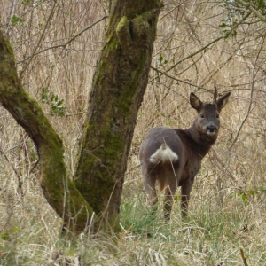 This Roe Buck only has one antler