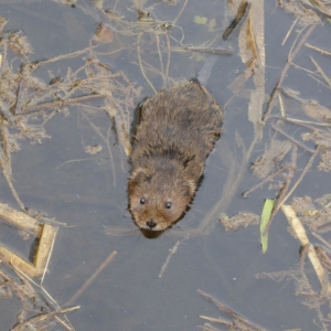 Water Vole swimming along its channel