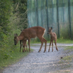 Roe Deer and two young kids