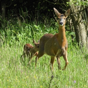 Roe Deer with one young kid