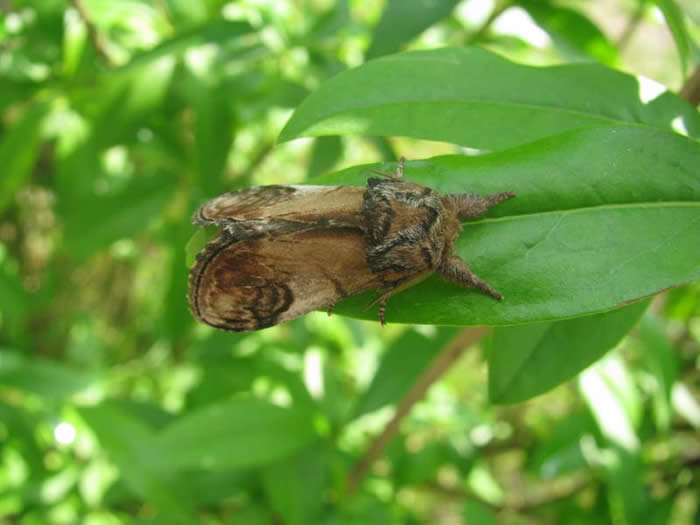Pebble Prominent moth