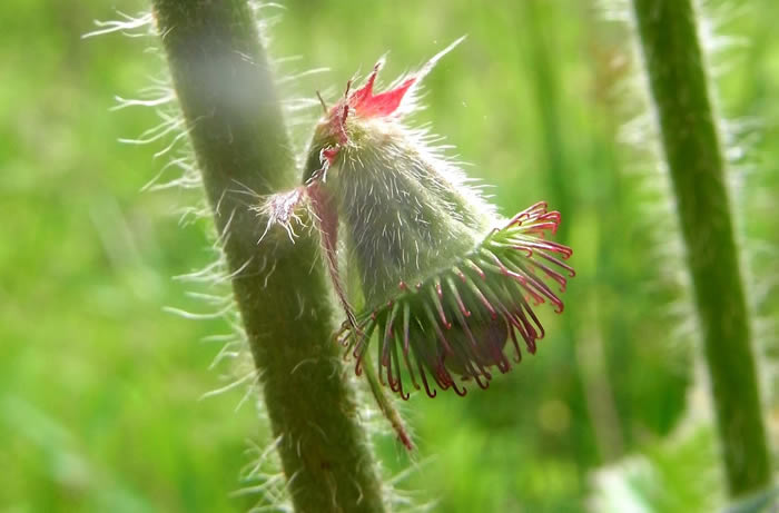 The seed capsule of Agrimony