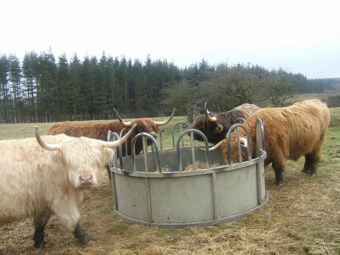 Cattle feeding on fresh hay
