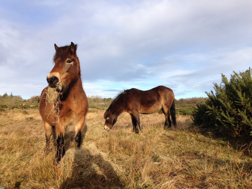 Exmoor Ponies eating hay