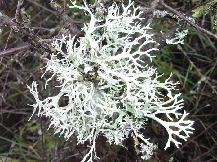 Stags Horn lichen