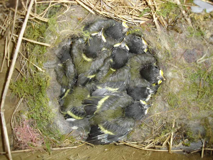 Great Tit's nest