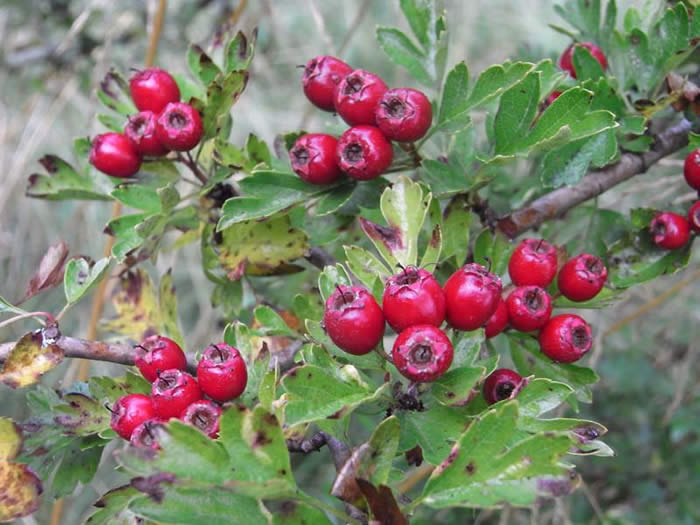 Hips and haws