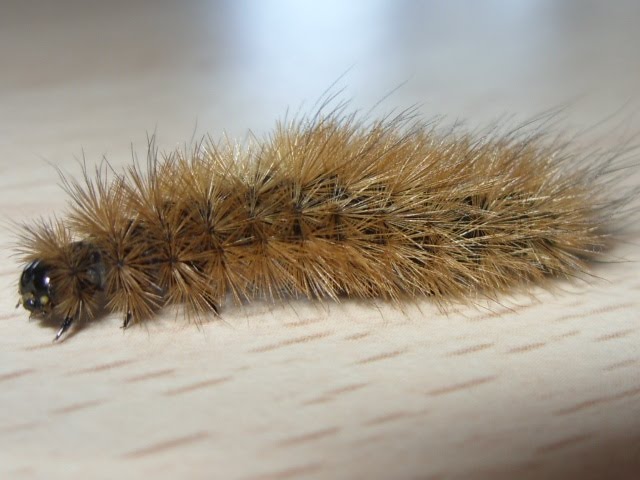 larva of a moth from the Arctiidae family