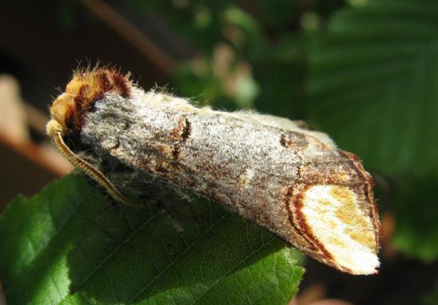 Buff Tip moth