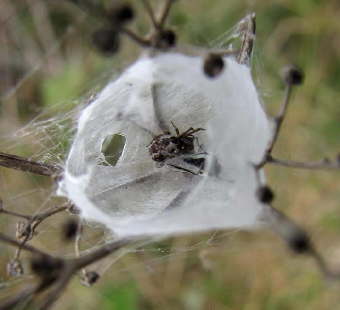 Spider building its funnel web