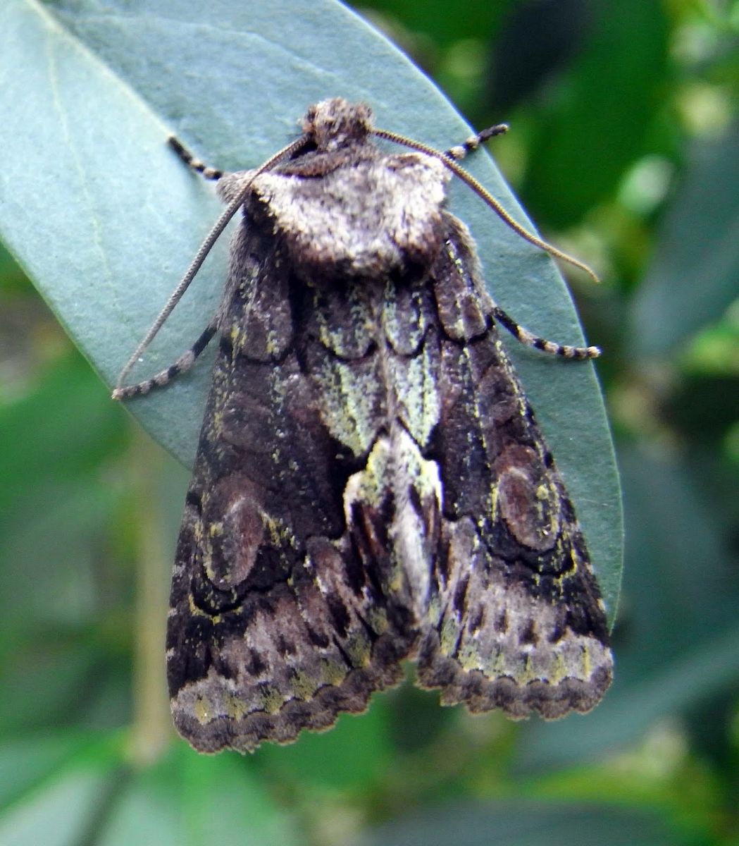 Green-brindled Crescent moth