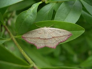 Bloodvein Moth
