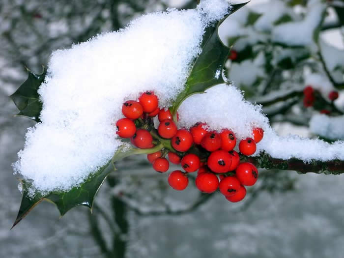 Berries covered in snow