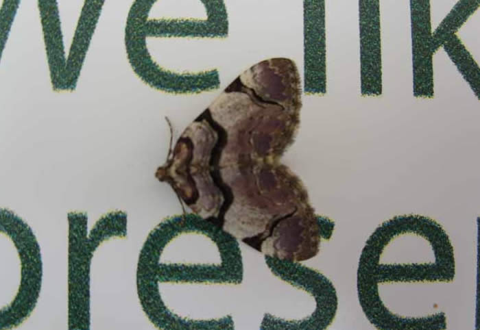 Streamer moth