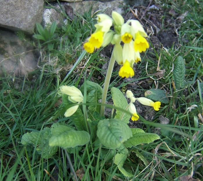 Early cowslip