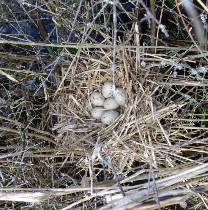 Moorhen's nest