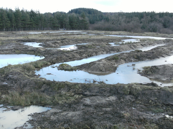 The wetland in April