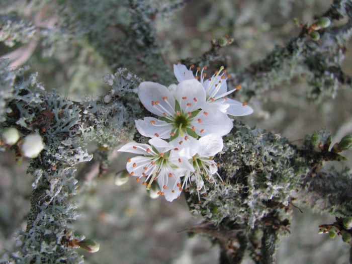 Blackthorn flower against lichen