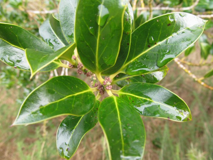 Flower buds are the male Holly tree.
