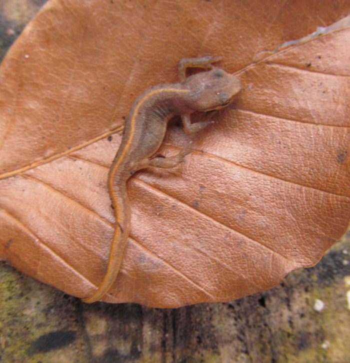 A tiny newt