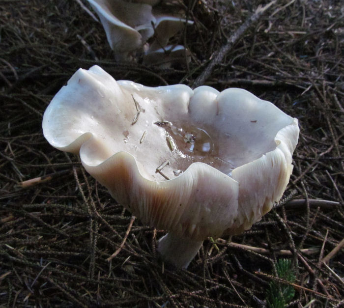 Cup shaped fungus filled with water