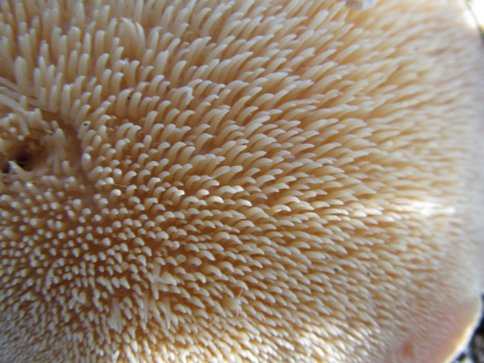 Underside of the Wood Hedgehog Fungus