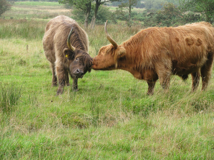 Two of the 'Highlanders'