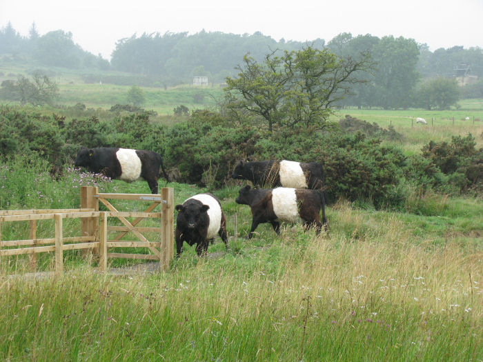 Belted Galloway Cattle on the moor