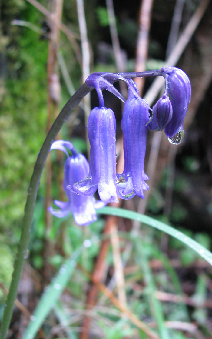 Water droplets on Bluebell