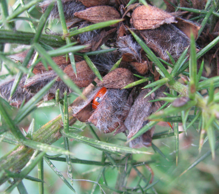 A hidden 7 Spot Ladybird