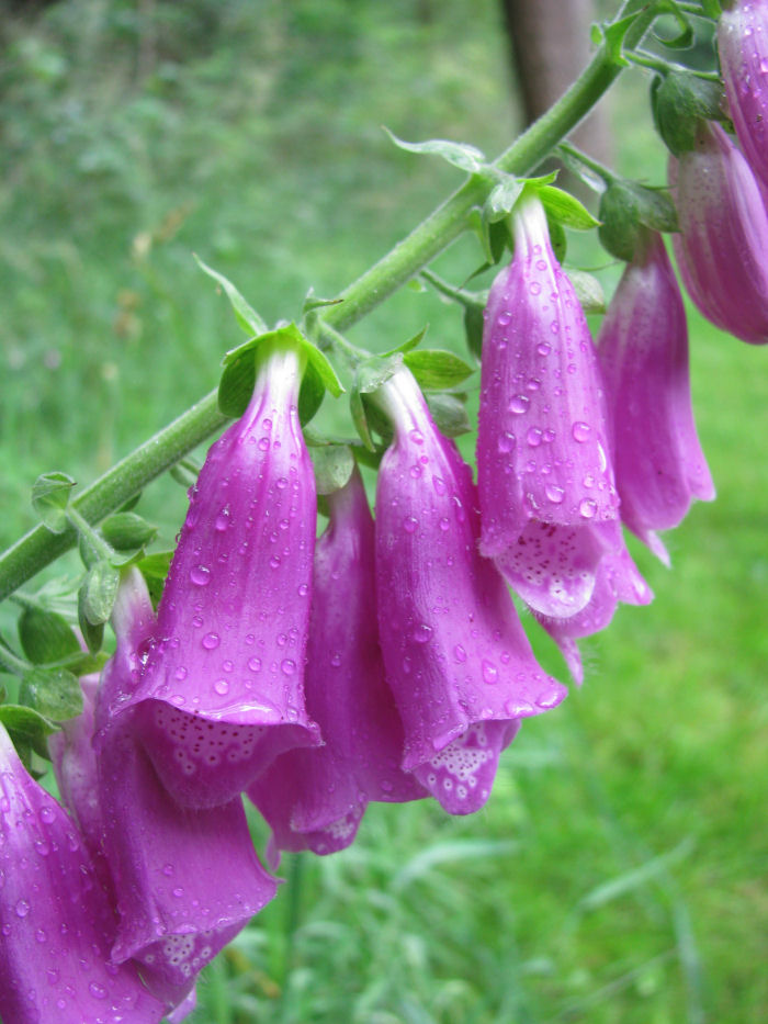 Rain drops on Foxglove flowers