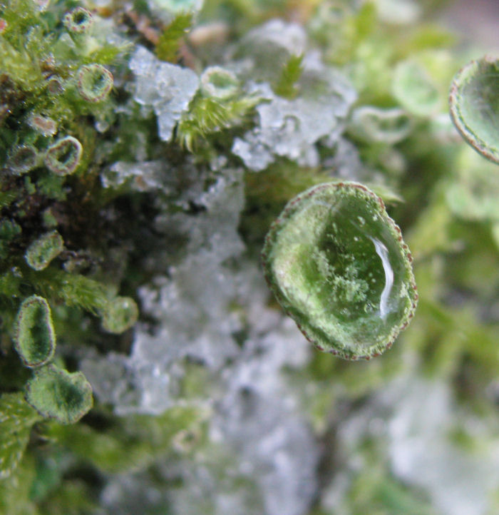 Frozen droplet of water in lichen cup