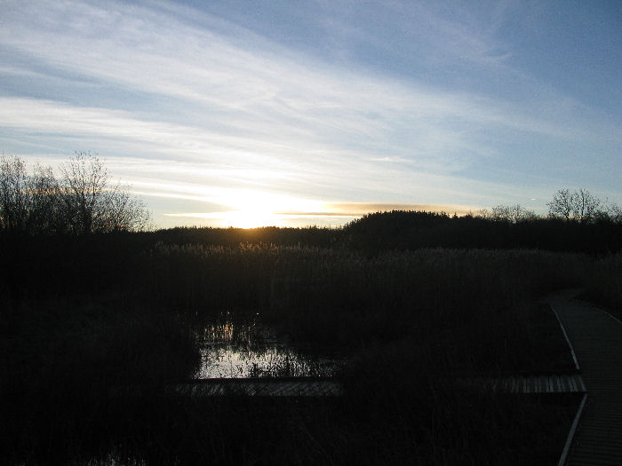 Sun rising behind the reed bed