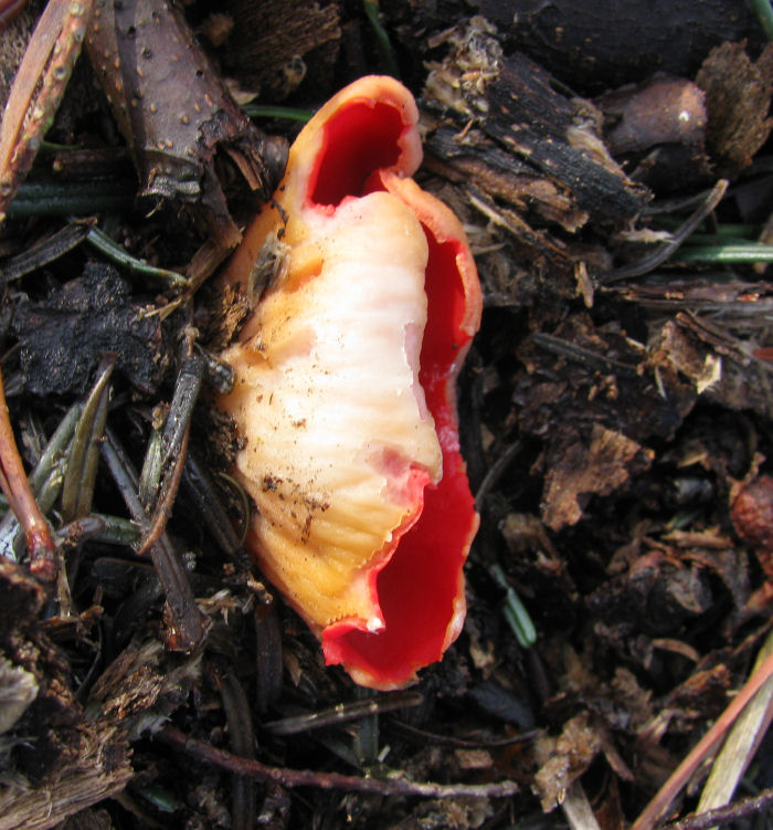 Scarlet Elf Cap fungus