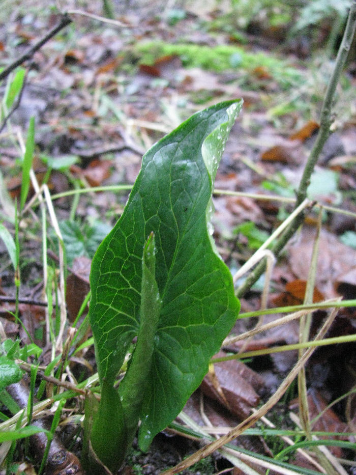 Cuckoo Pint leaves