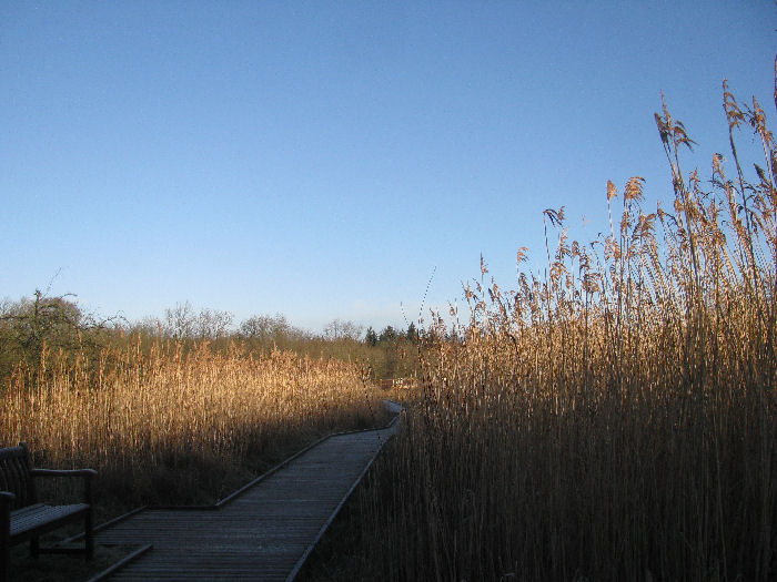 The reed bed against blue sky